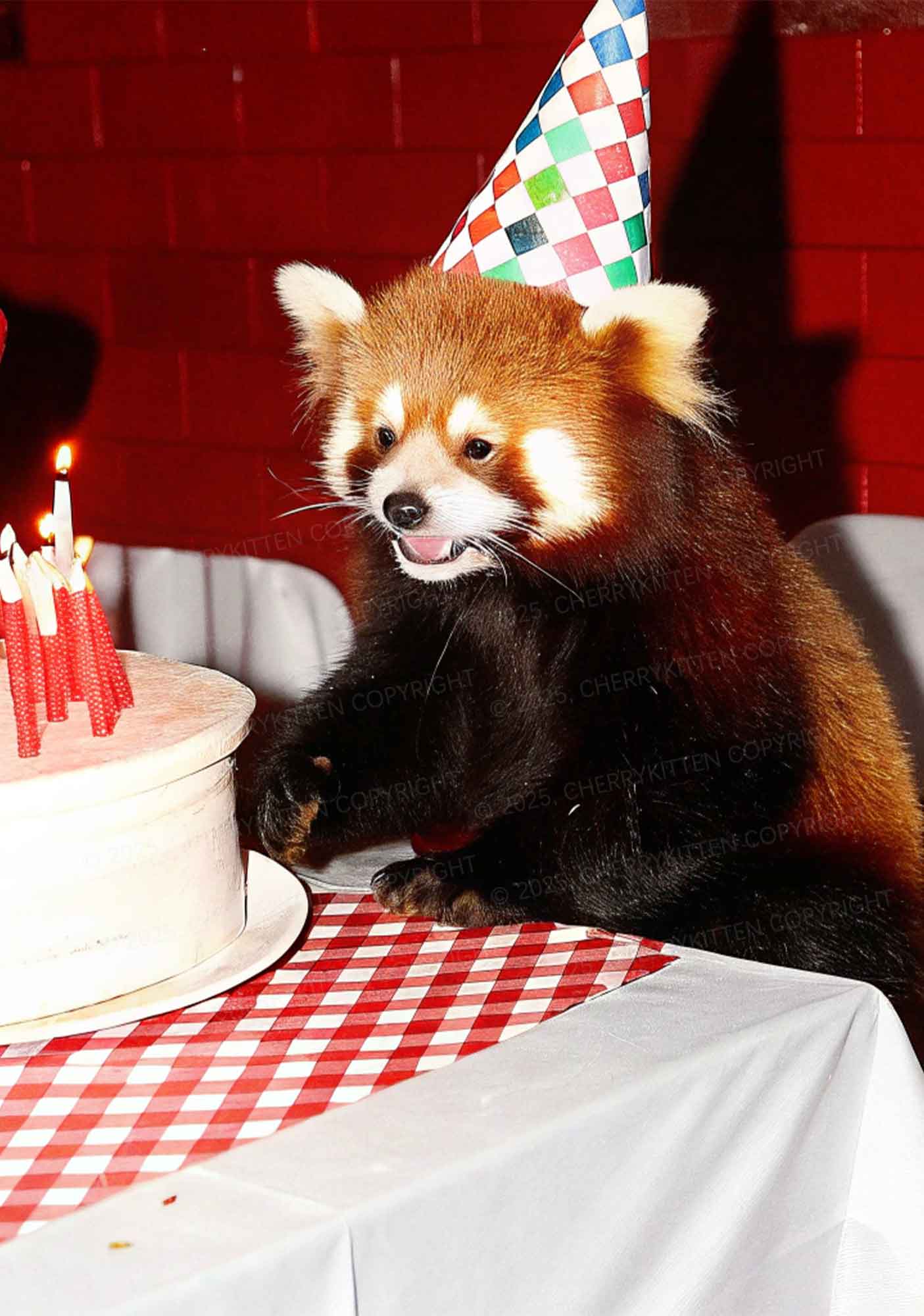 Birthday Cake Raccoon Y2K Mesh Cami Tank Cherrykitten