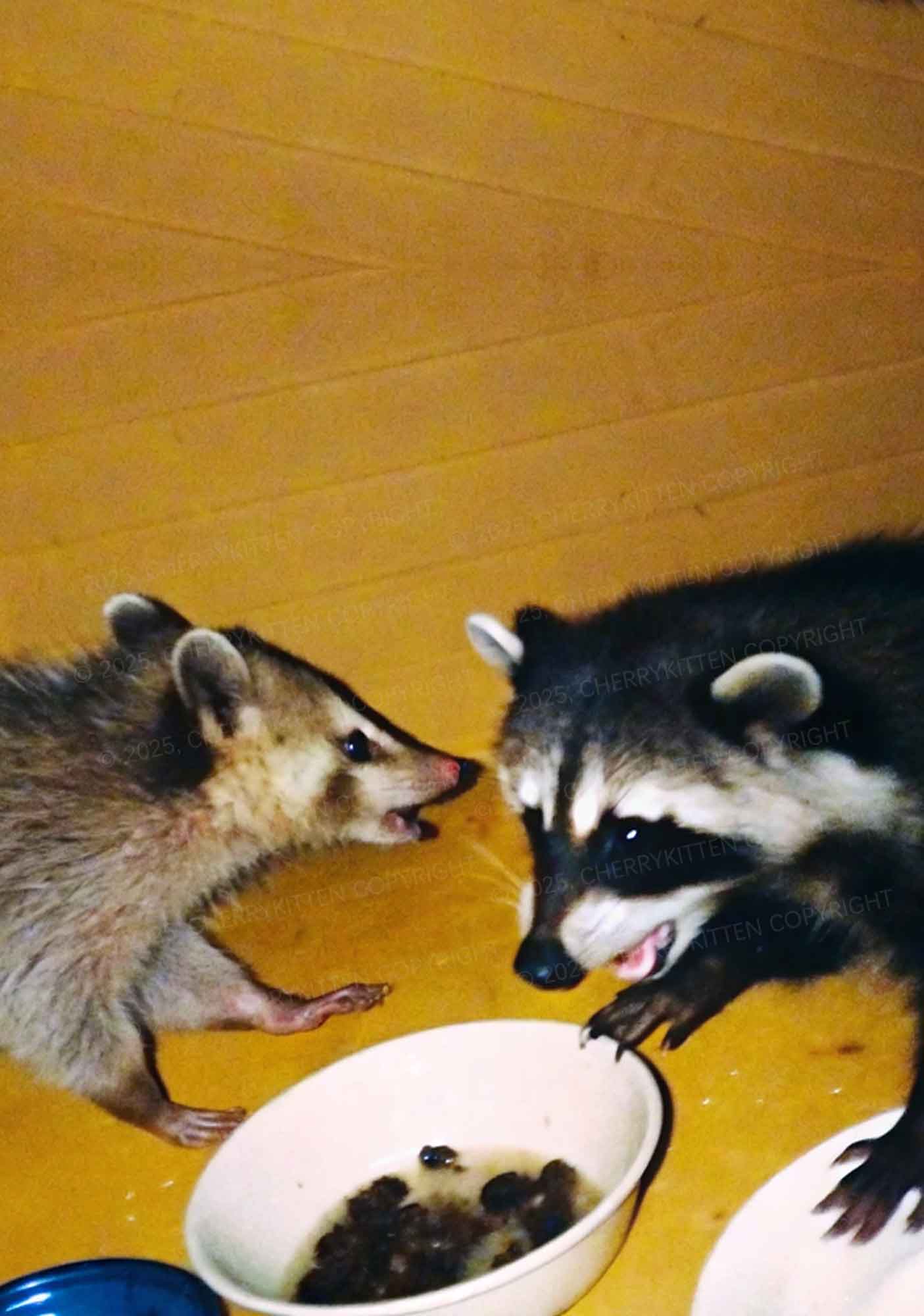 Raccoon Meal Y2K Mesh Crop Top Cherrykitten