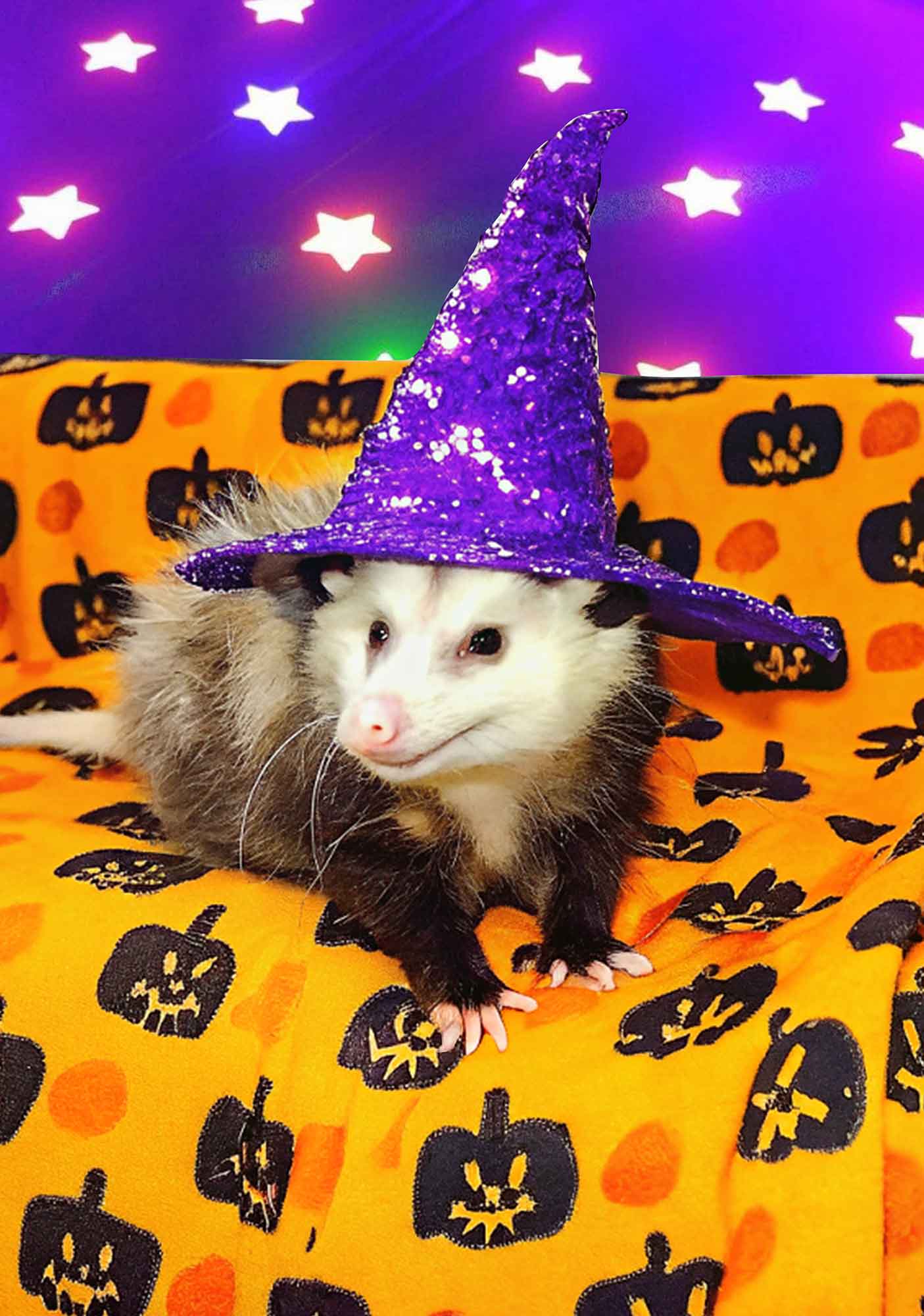 Halloween Sparkle Witch Ratz Y2K Print Cami Crop Top Cherrykitten