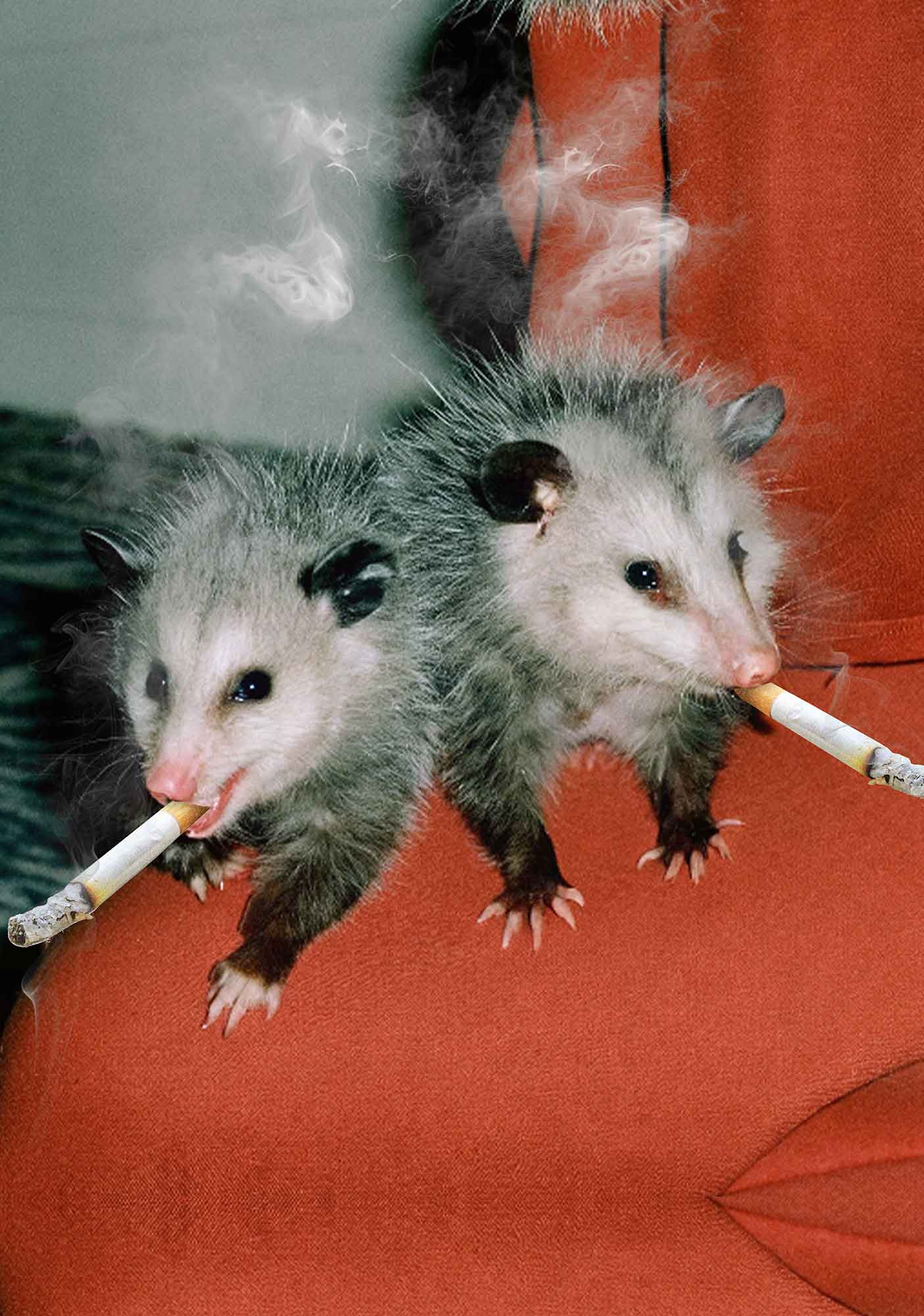 Smoking Badass Rats Y2K Mesh Crop Top Cherrykitten