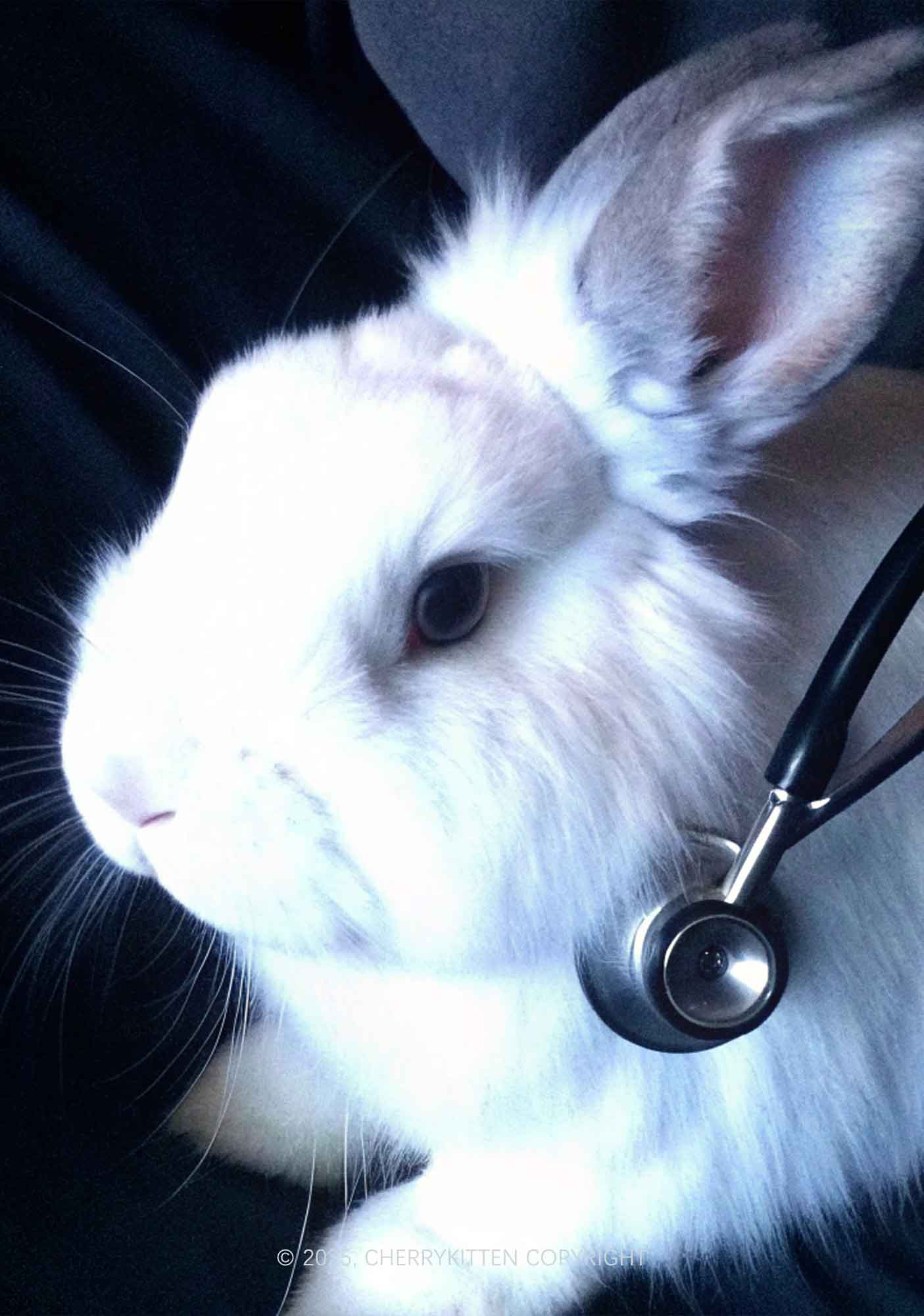 Bunny Doctor Y2K Mesh Crop Top Cherrykitten