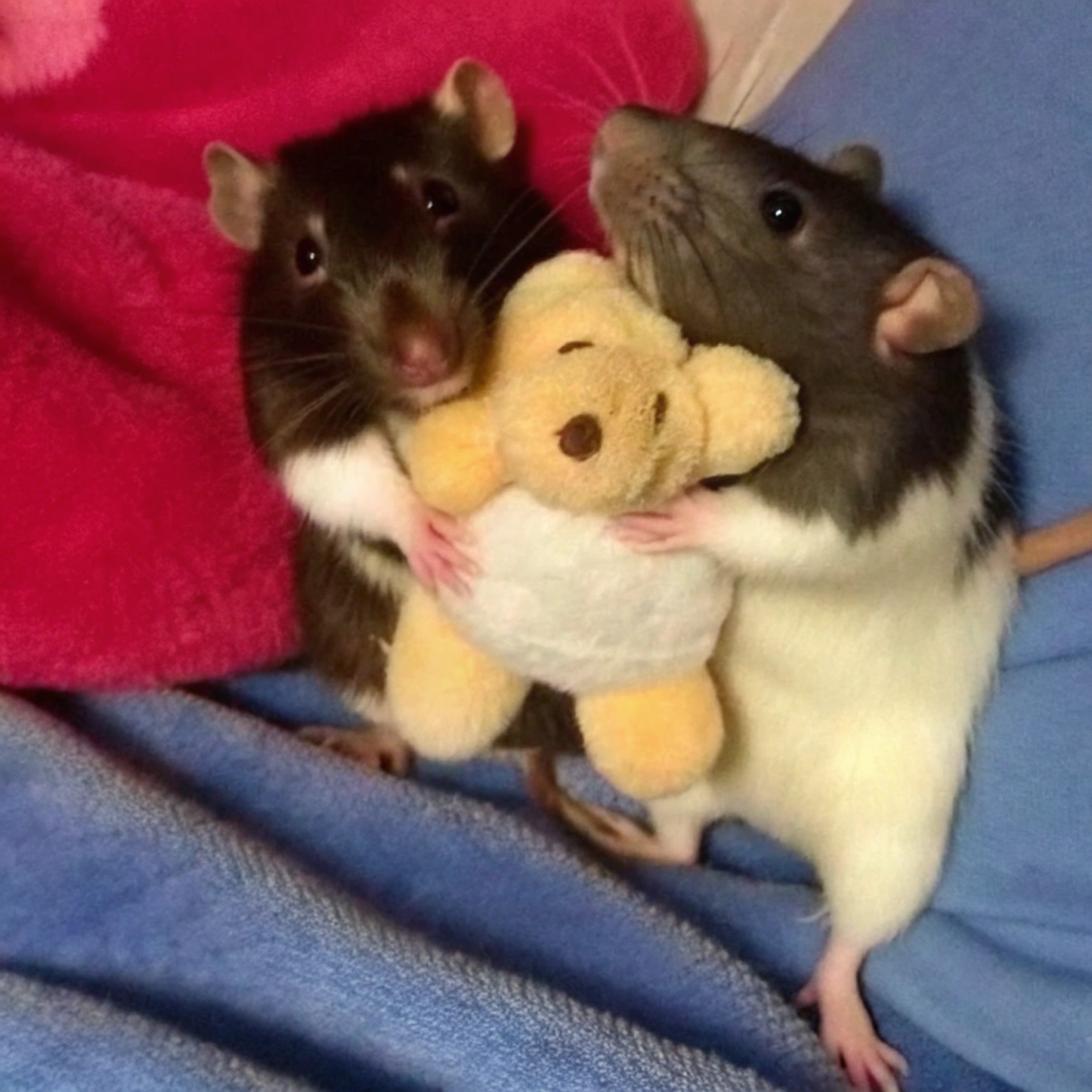 Rats with Doll Y2K Mesh Crop Top Cherrykitten