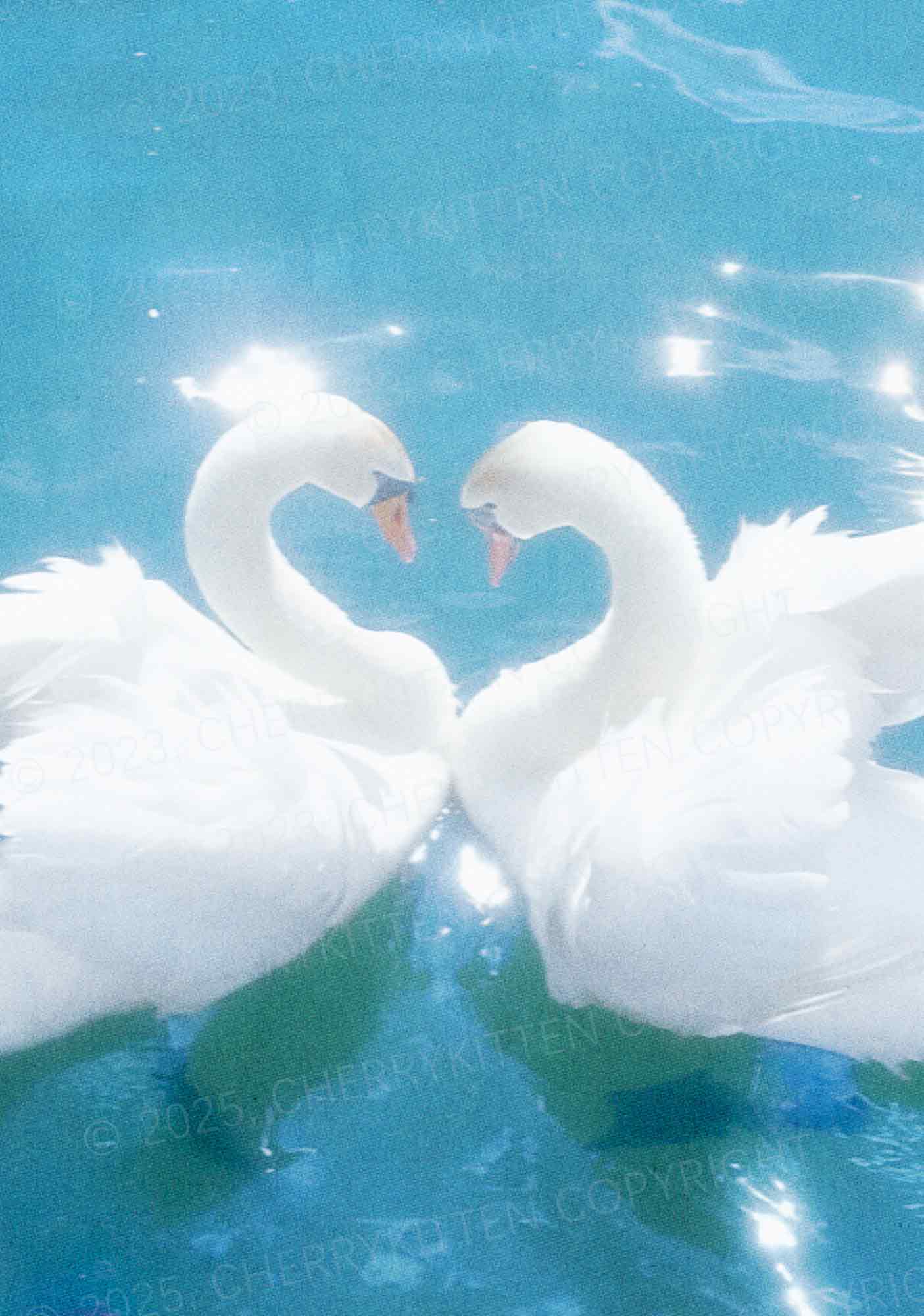 Swan Lovers Y2K Mesh Crop Top Cherrykitten