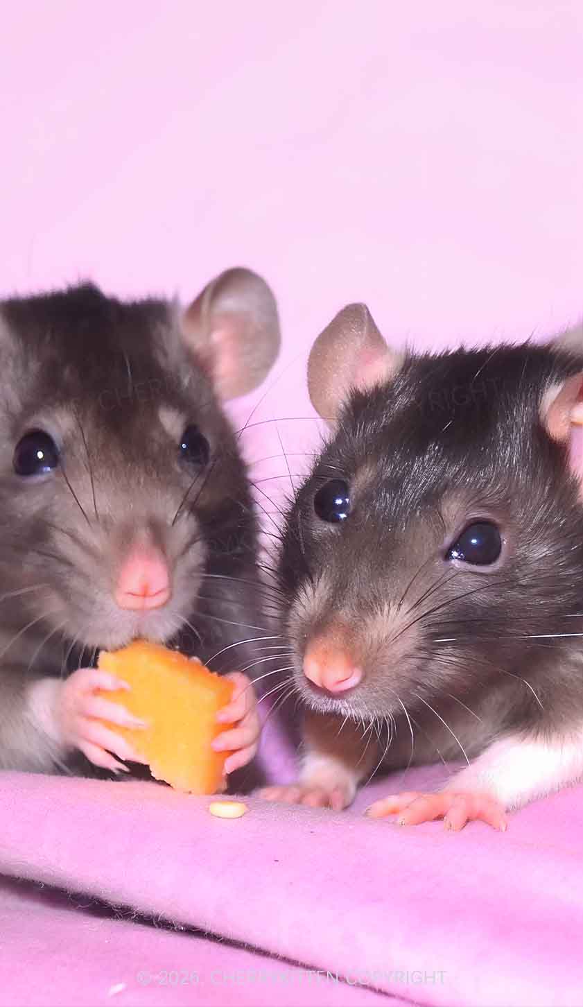 Cheese Rat Y2K Phone Case Cherrykitten