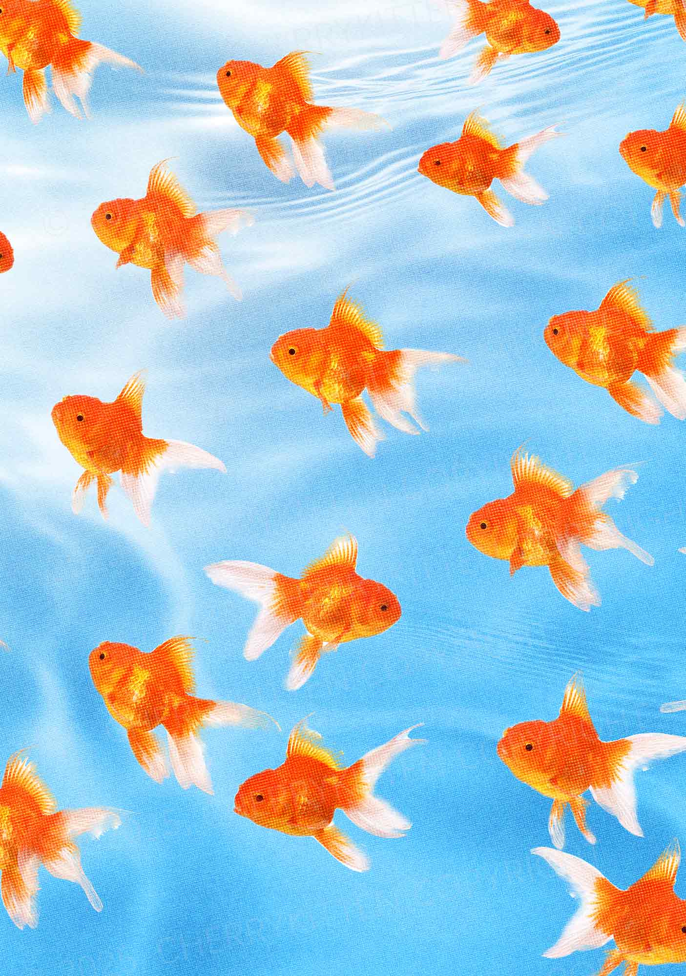 Goldfish Y2K Mesh Long Sleeve Crop Top Cherrykitten
