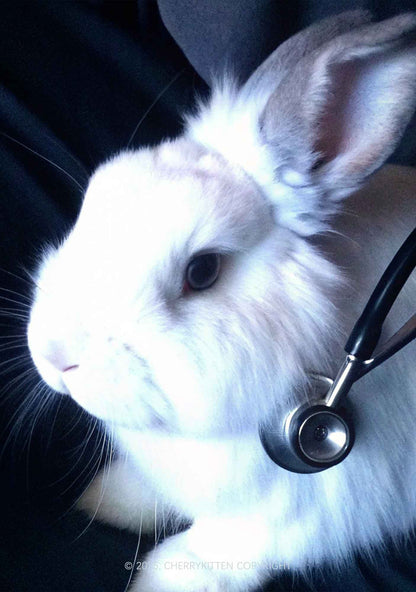 Bunny Doctor Y2K Mesh Crop Top Cherrykitten
