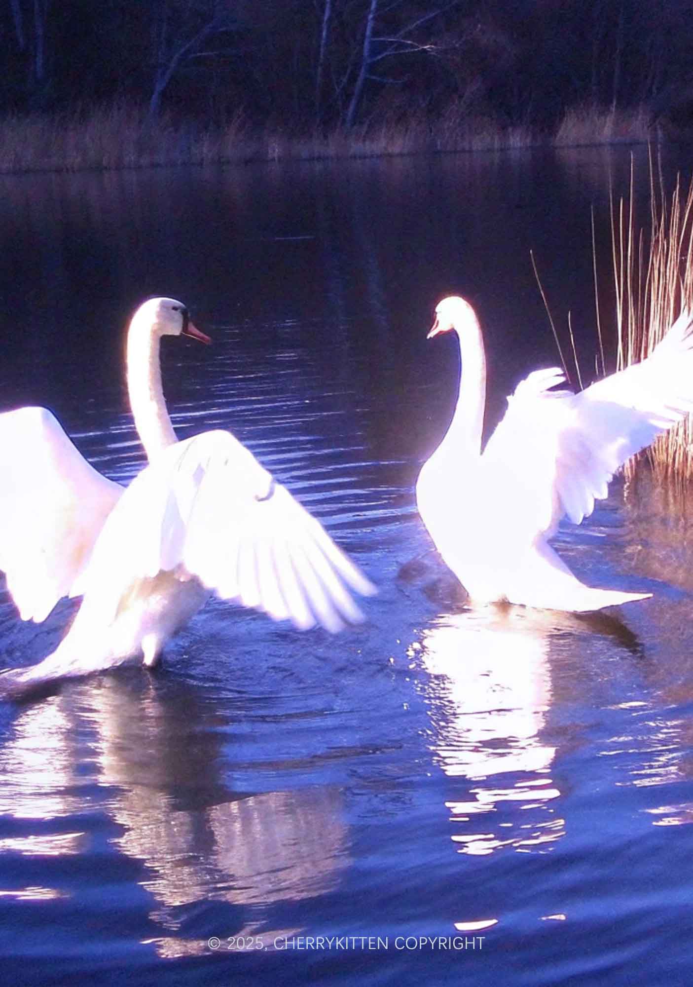 Swans on Water Y2K Mesh Crop Top Cherrykitten